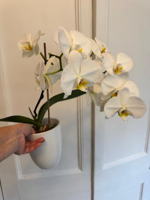 Buy & Sell Lambeth South West London - Photos for Flowering Orchid in Pot