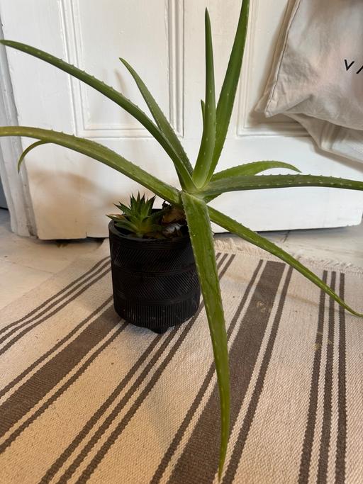Buy & Sell Lambeth South West London - Photos for Large Succulent Aloe Vera in Pot