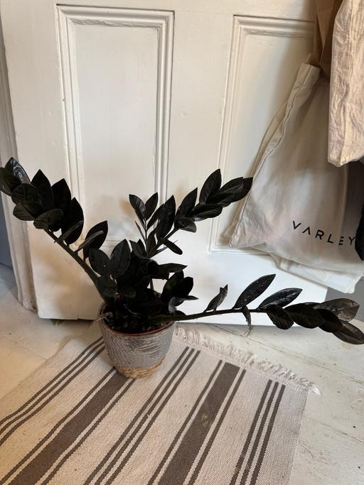 Buy & Sell Lambeth South West London - Photos for Black Succulent Plant in Pot