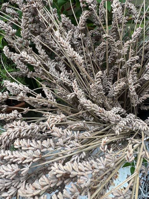 Buy & Sell Lambeth South West London - Photos for Large bunch of organic dried lavender