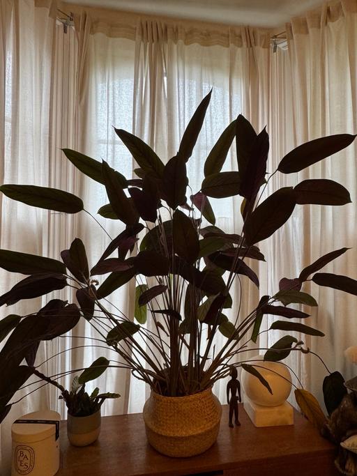 Buy & Sell Lambeth South West London - Photos for Very large house plant in Basket