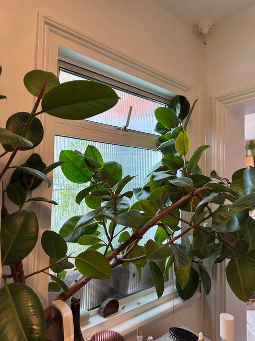 Buy & Sell Lambeth South West London - Photos for Very Large Rubber plant 3ftx high 7 ft wide