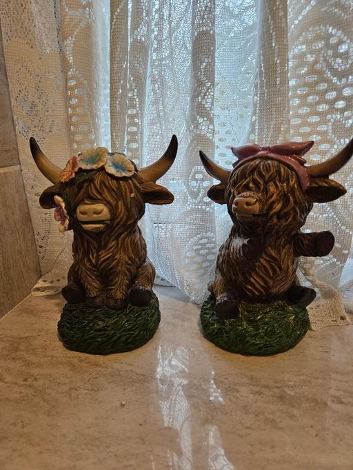 Buy & Sell Stow Heath Wolverhampton - Photos for Highland cows