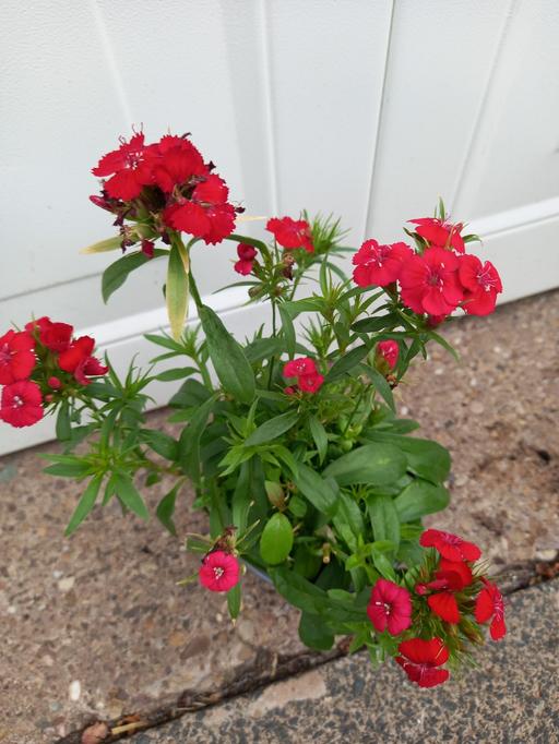 Buy & Sell Kings Heath Birmingham - Photos for Dianthus