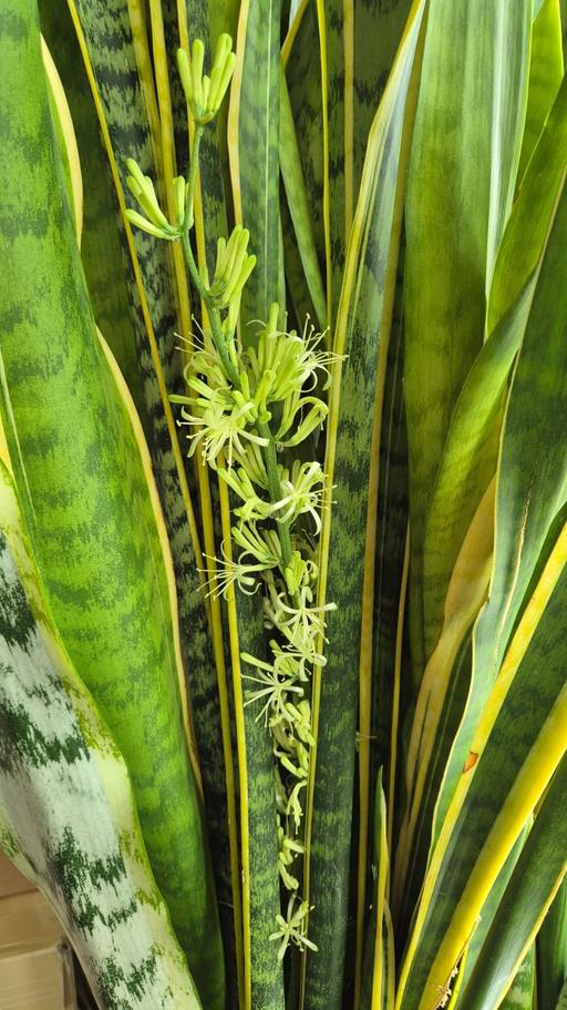 Buy & Sell Canonbury North London - Photos for Mother in law tounge plant