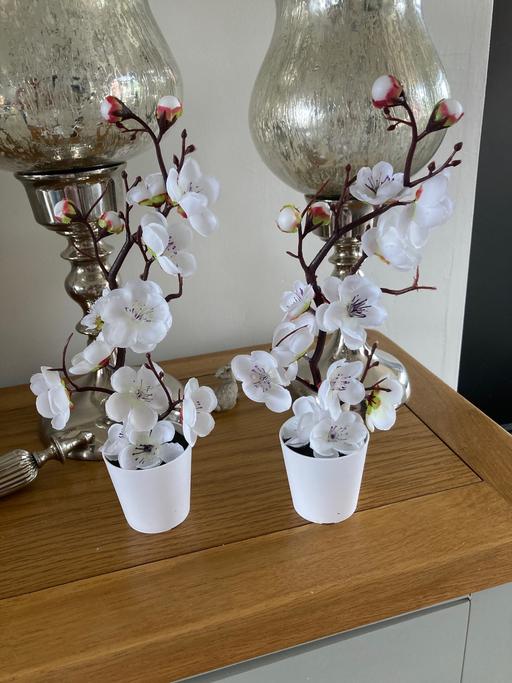 Buy & Sell Sedgley Dudley - Photos for Flower pots