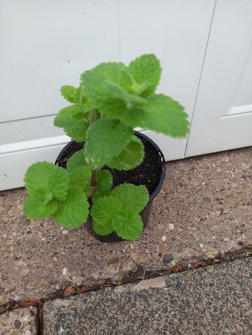 Buy & Sell Kings Heath Birmingham - Photos for Apple Mint