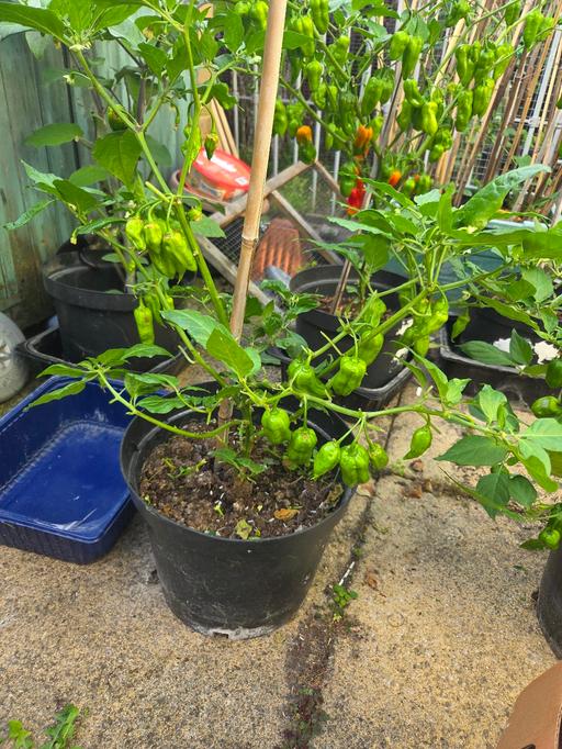 Buy & Sell Limehouse East London - Photos for Bangladeshi Naga Chilli trees plants