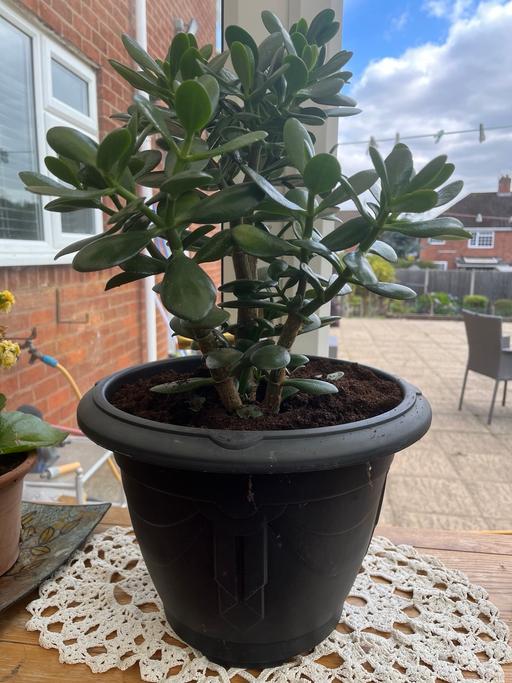 Buy & Sell Woodsetton Dudley - Photos for XL money tree