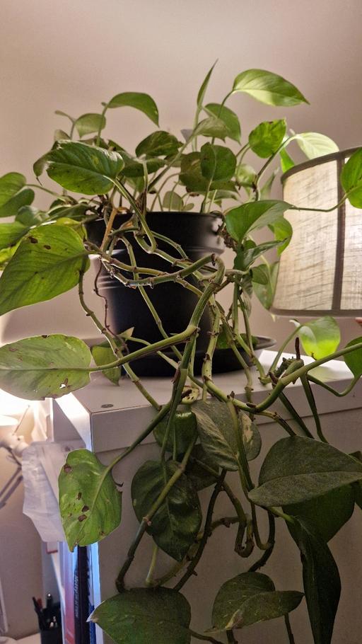 Buy & Sell Langton Green Tunbridge Tunbridge Wells - Photos for Plant and Pot