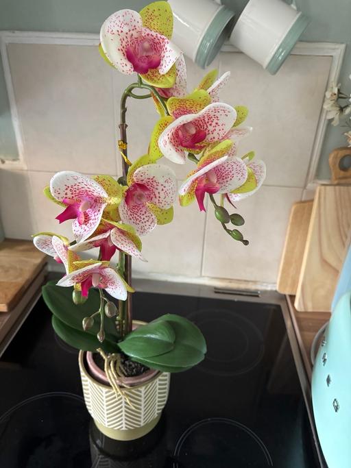 Buy & Sell Bartley Green Birmingham - Photos for Homesense artificial orchid