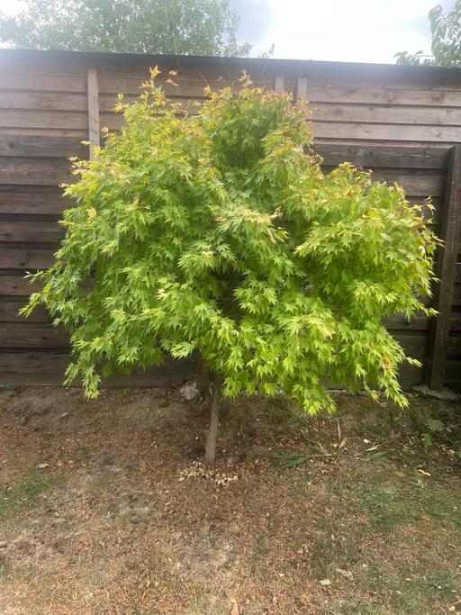 Buy & Sell Kilnhurst Rotherham - Photos for Mature 7ft acer tree