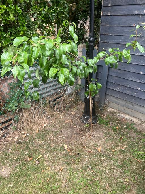 Buy & Sell Kilnhurst Rotherham - Photos for Apple tree