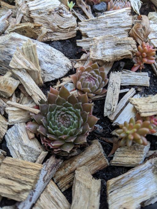 Buy & Sell Walthamstow East London - Photos for Sempervivum Mauve