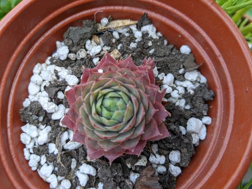 Buy & Sell Blackhorse Road East London - Photos for Sempervium Blushing Green 