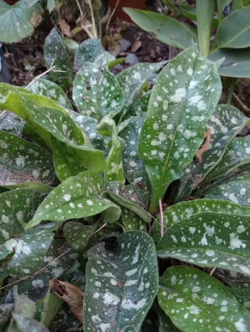 Buy & Sell Walthamstow East London - Photos for Pulmonaria lungwort garden plant