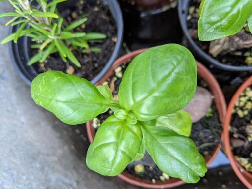 Buy & Sell Walthamstow East London - Photos for Basil