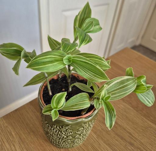 Buy & Sell Hixon Stafford - Photos for Tradescantia fluminensis Indoor Plant
