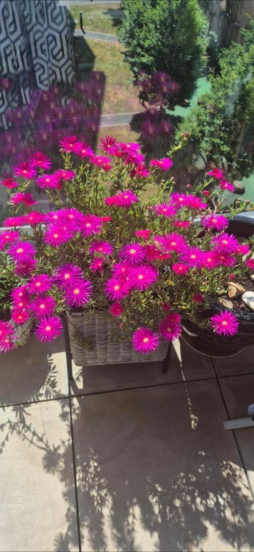 Buy & Sell Westferry East London - Photos for pink Flower plant
