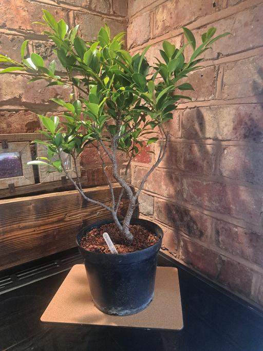 Buy & Sell Northfield Birmingham - Photos for Ficus Ginseng/Chinese Banyan