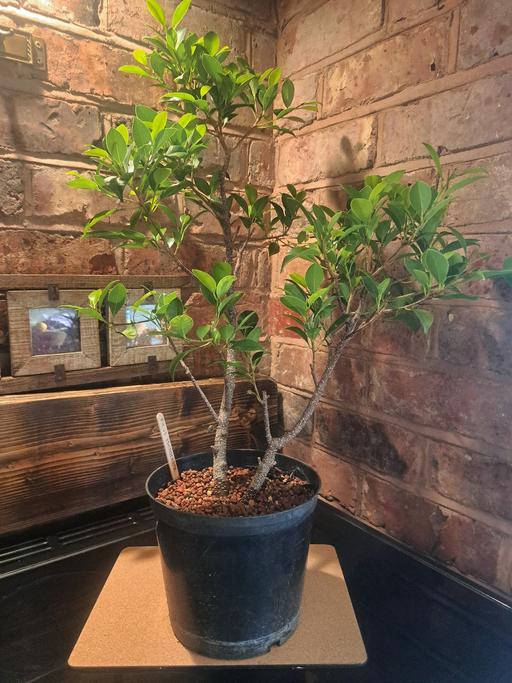 Buy & Sell Lye Dudley - Photos for Ficus Microcarpa - starter Bonsai.