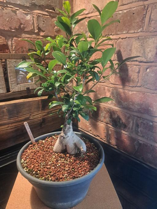 Buy & Sell Stourbridge Dudley - Photos for Ficus Retusa/Indian Laurel starter Bonsai.