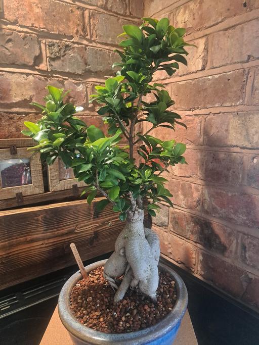 Buy & Sell Stourbridge Dudley - Photos for Ficus Ginseng/Chinese Banyan starter Bonsai.