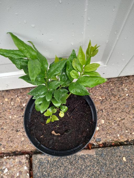 Buy & Sell Stirchley Birmingham - Photos for Shrub Sarcococca Ruscifolia