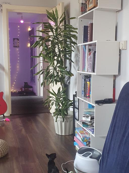 Buy & Sell Wellingborough North Northamptonshire - Photos for large house plant ..needs new home