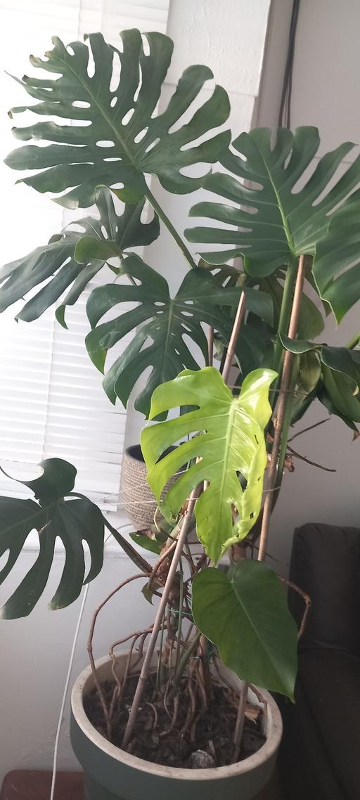 Buy & Sell Woolton Liverpool - Photos for Cheeseplant/ Monstera (large)