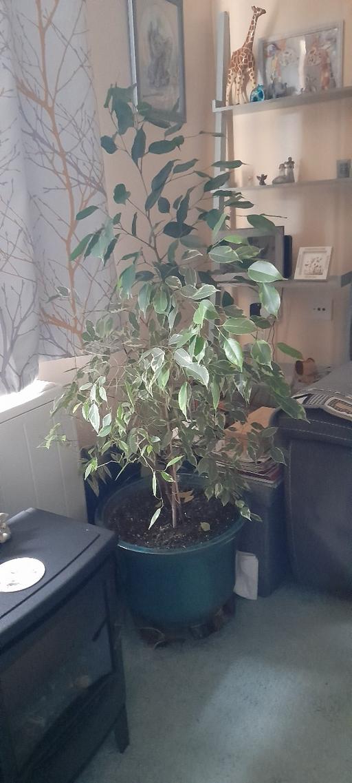 Buy & Sell Watchet Somerset - Photos for Ficus golden king, (Weeping fig tree)