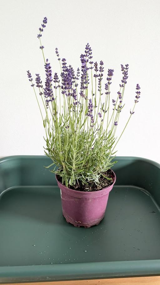 Buy & Sell Blackhorse Road East London - Photos for Lavender garden herb plant