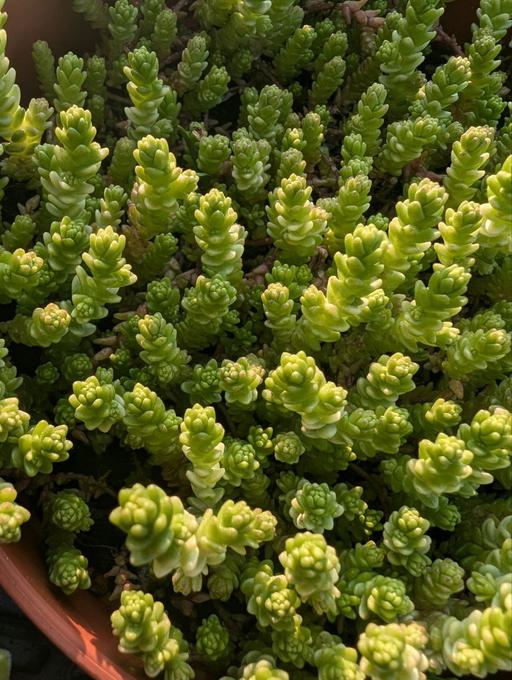 Buy & Sell Walthamstow East London - Photos for Sedum Acre Aureum garden succulent plant