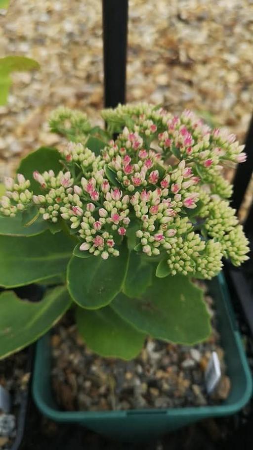 Buy & Sell Blackhorse Road East London - Photos for Hylotelephium garden succulent plant