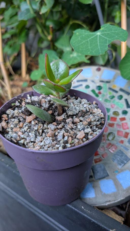 Buy & Sell Blackhorse Road East London - Photos for Money Plant indoor outdoor plant 