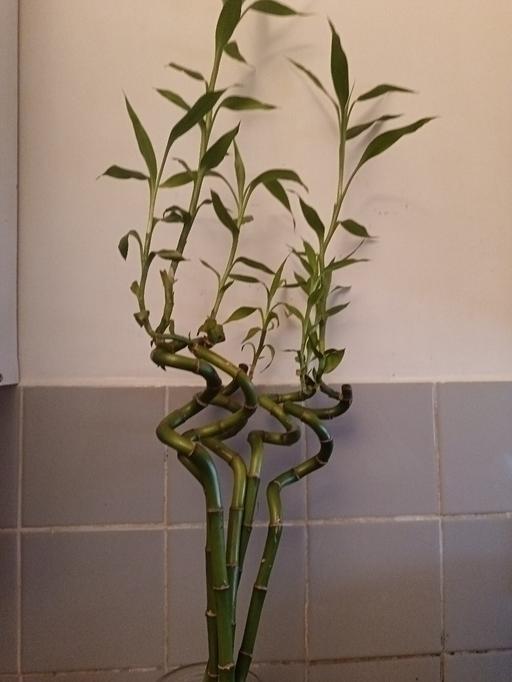 Buy & Sell Nunhead South East London - Photos for lucky bamboo stems