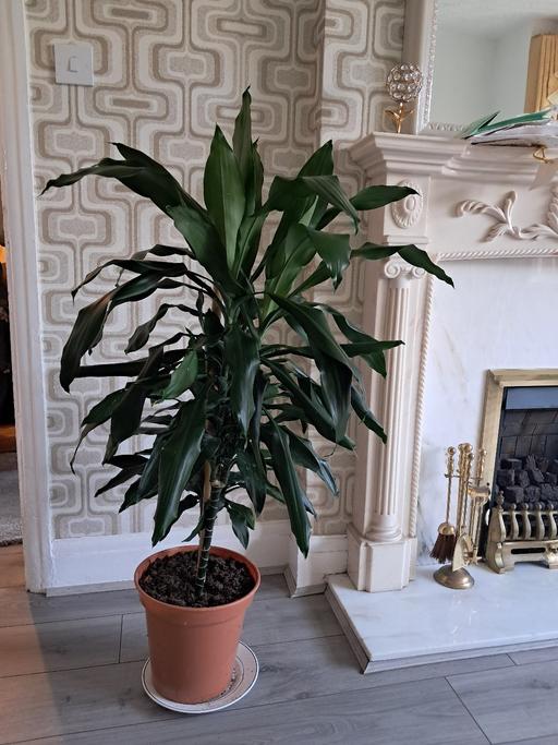 Buy & Sell Hamstead Industrial Estate Birmingham - Photos for HOUSE PLANT