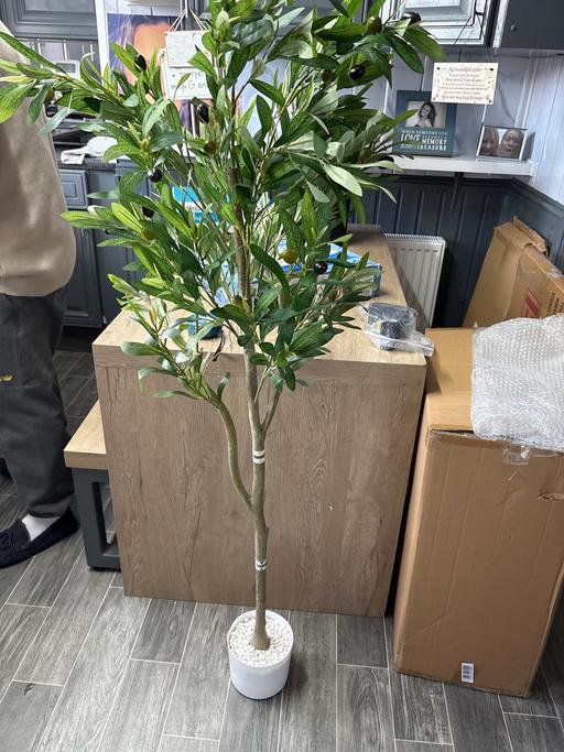 Buy & Sell Duckmanton Chesterfield - Photos for Artificial olive tree