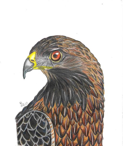 Buy & Sell Uckfield Wealden - Photos for Buzzard