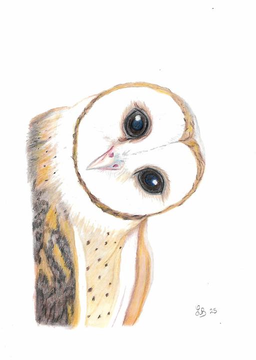Buy & Sell Uckfield Wealden - Photos for barn owl