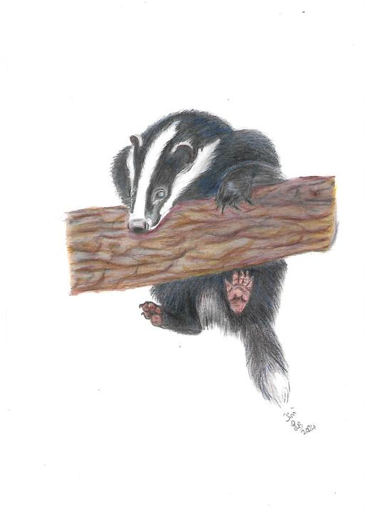 Buy & Sell Uckfield Wealden - Photos for badger