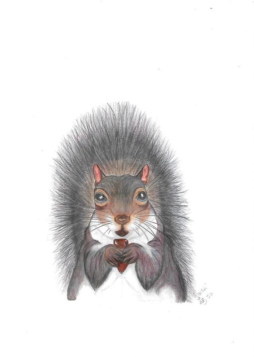 Buy & Sell Uckfield Wealden - Photos for squirrel