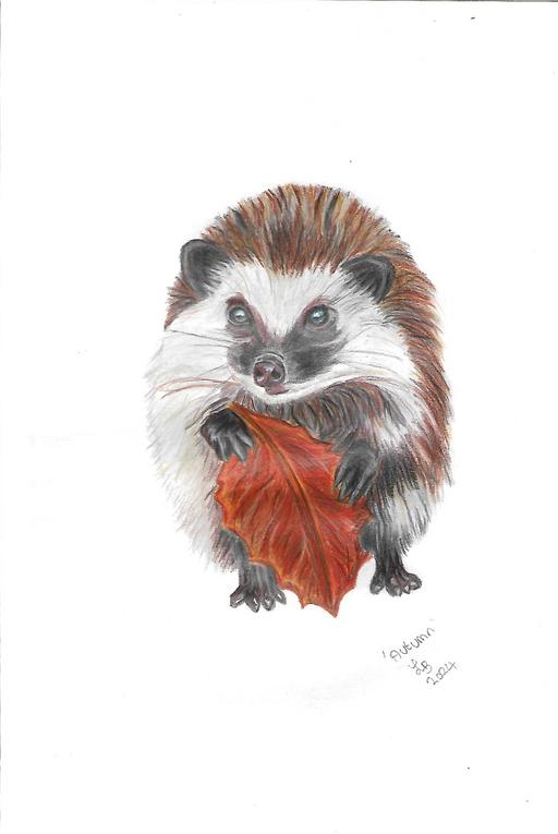 Buy & Sell Uckfield Wealden - Photos for hedgehog