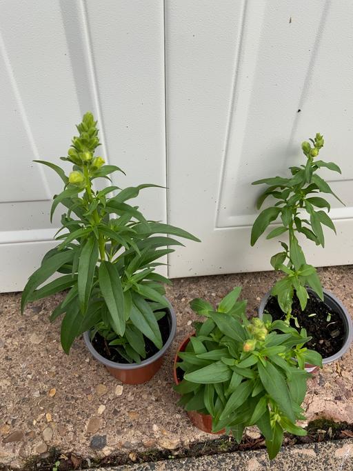Buy & Sell Stirchley Birmingham - Photos for Antirrhinum