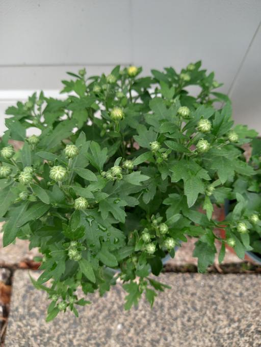 Buy & Sell Stirchley Birmingham - Photos for Garden Mums Chrysanthemum