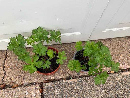 Buy & Sell Kings Heath Birmingham - Photos for Perennial Geranium blue