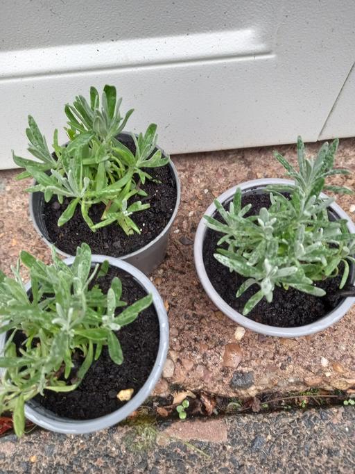 Buy & Sell Kings Heath Birmingham - Photos for Shrub Lavender Hidcote 