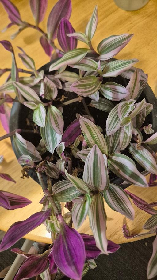 Buy & Sell Hackney North London - Photos for Tradescantia Nanouk plant