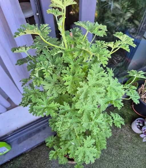 Buy & Sell Bethnal Green East London - Photos for Graveolens Scented Pelargonium Plant Rose Cit