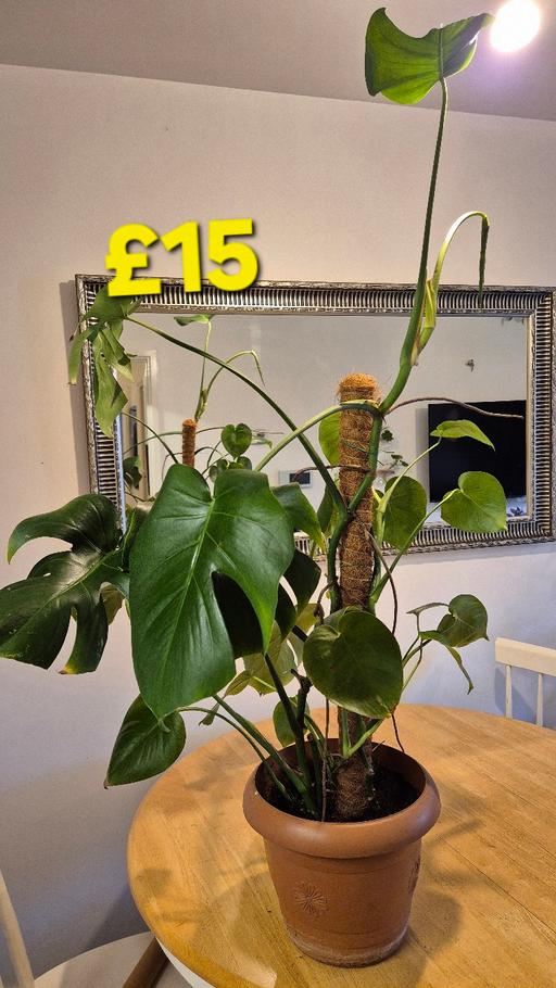 Buy & Sell Bethnal Green East London - Photos for Swiss Cheese Plant House Plant Monstera